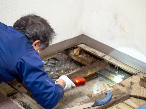 Best HVAC Mold Remediation in Thief River Falls, MN