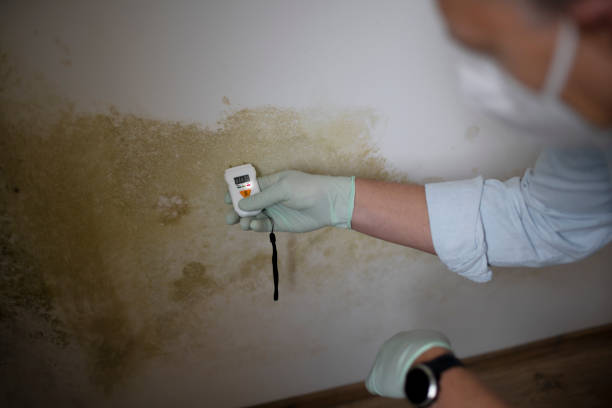 Best DIY Mold Remediation Support Services in Thief River Falls, MN